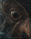 Eye of the Kraken